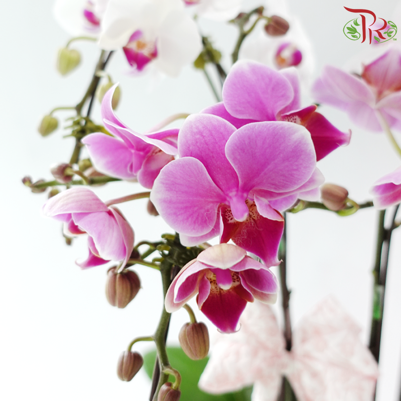 The Orchid Atelier - 2in1 Double Mini Phalaenopsis Orchid (Random Choose Orchid Colours)