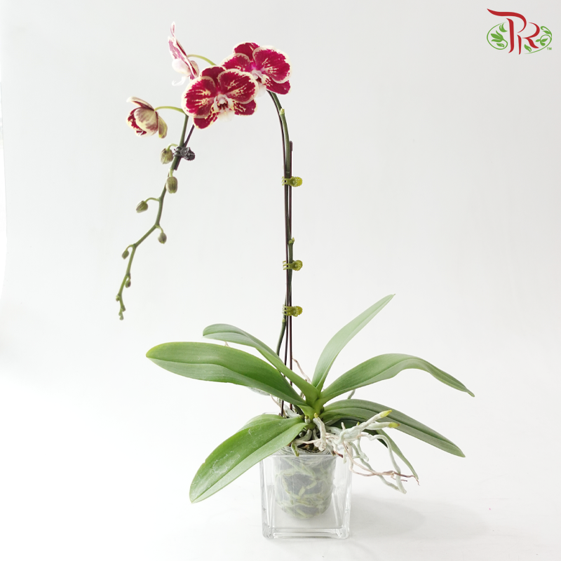 Big Single Stem Phalaenopsis Orchid - Purple With Yellow Lining (Without Vase)