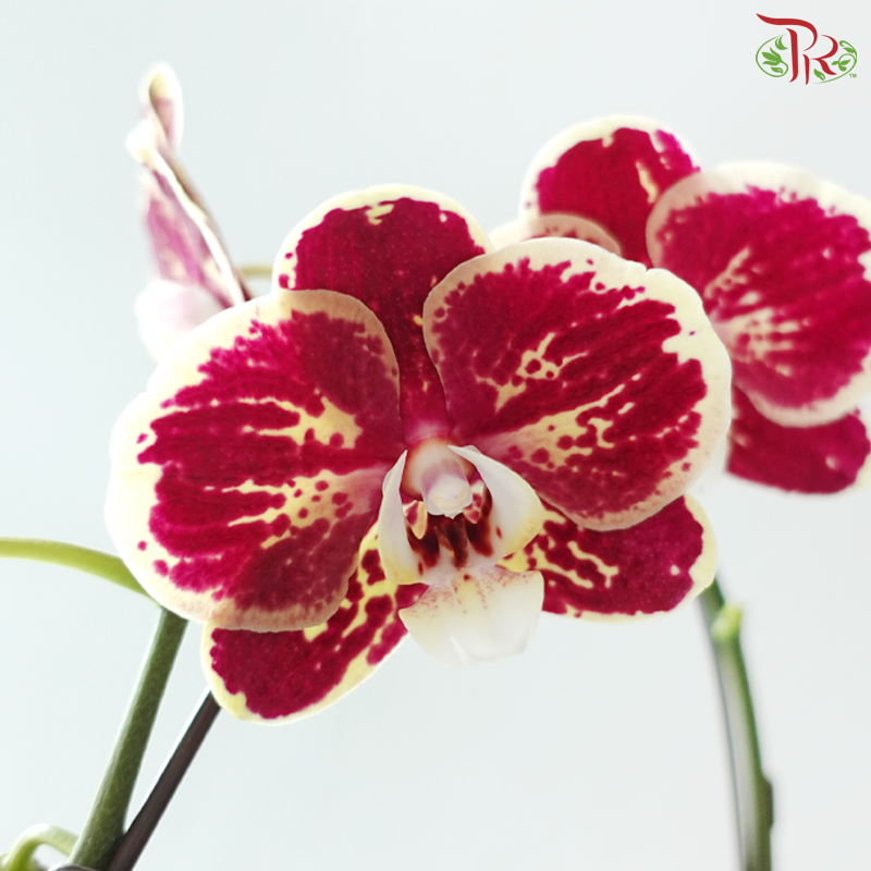 Big Single Stem Phalaenopsis Orchid - Purple With Yellow Lining (Without Vase)