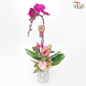 Gift Series - Phalaenopsis Orchid in Qing Hua Ci Pot (With Option of Pot Printed Floral Design) & (Random Choose Orchid Colour)