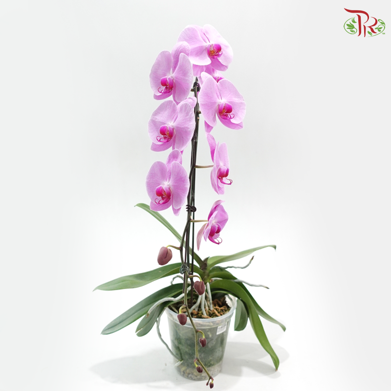 Phalaenopsis Premium 8 Inch Pot (Big) MDR - Cherry Pink 《粉冠军龙兰》