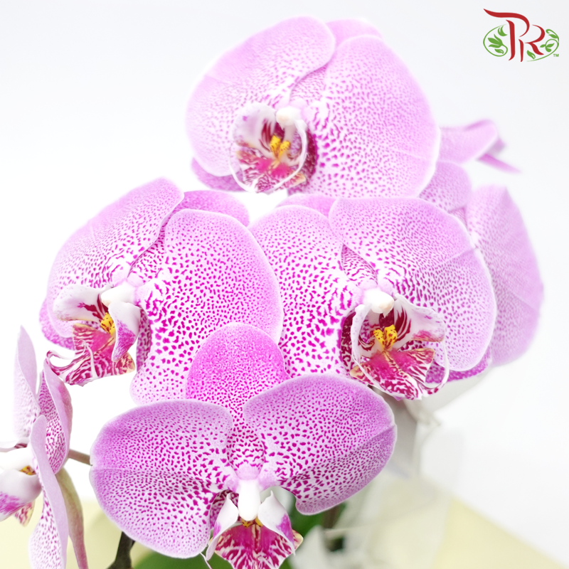 【Gift Series】Harmonious Orchid Beauty