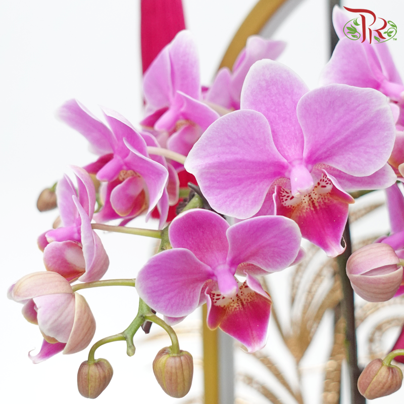 【Gift Series】Raya Bliss Orchid Ensemble