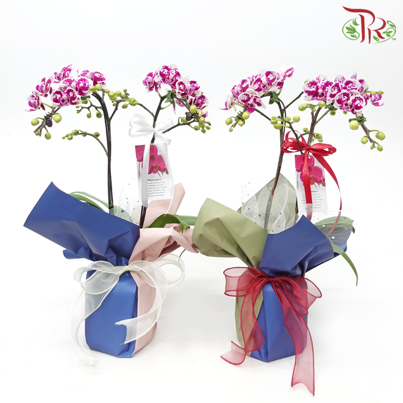 【Gift Series】Harmonious Orchid Beauty