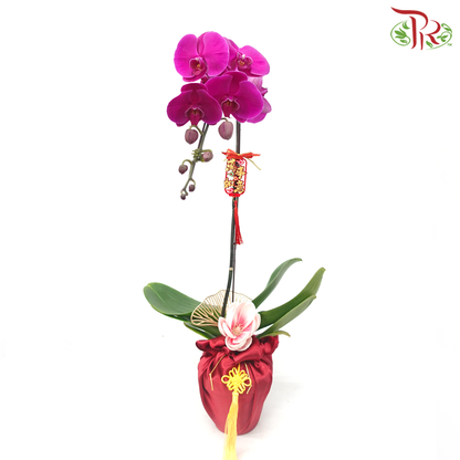 CNY - Phalaenopsis Orchid (With Options of Cloth Colour) & (Random Choose Orchid Colour)