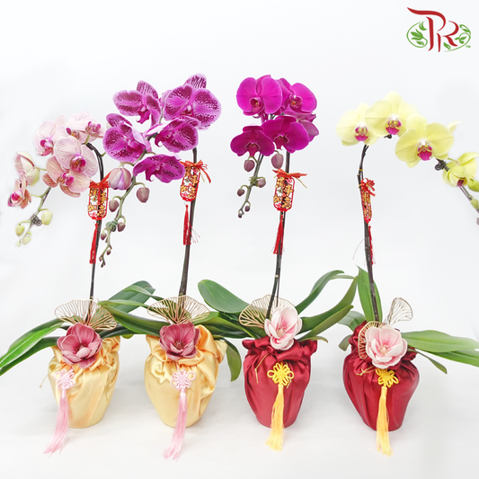 Gift Series- Phalaenopsis Orchid (With Options of Cloth Colour) & (Random Choose Orchid Colour)