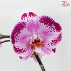 Big Single Stem Phalaenopsis Orchid - Happy Dancer (Without Vase)