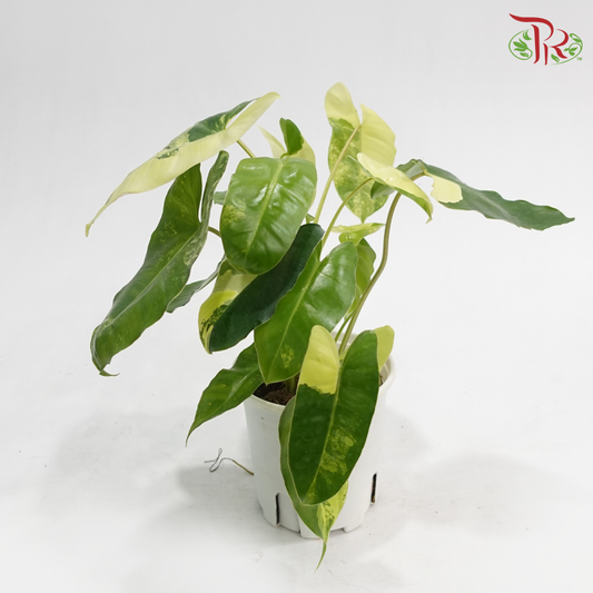 Philo Burle Marx Var P150《斑锦伯利马克蔓绿绒》