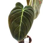 Philo Melanochrysum 《黑金蔓绿绒》- NL