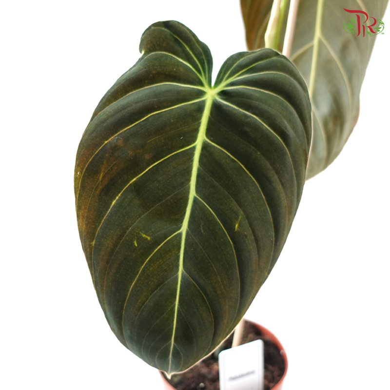 Philo Melanochrysum 《黑金蔓绿绒》- NL