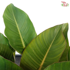 Philodendron Red Congo P270《红帝王蔓绿绒》