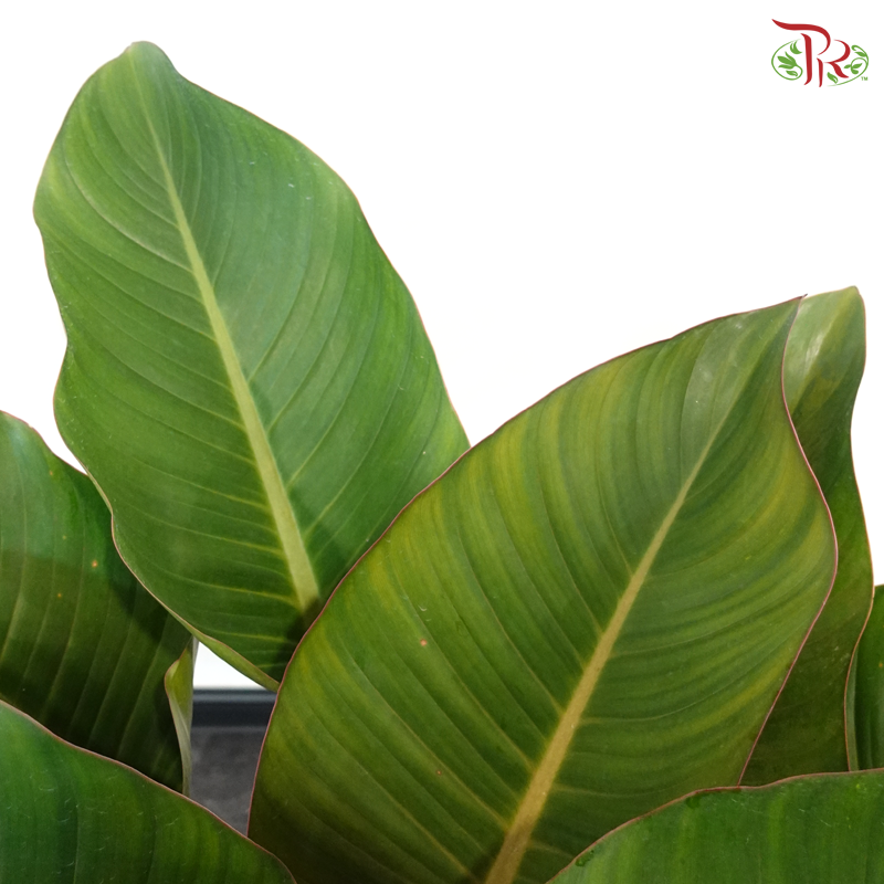 Philodendron Red Congo P270《红帝王蔓绿绒》