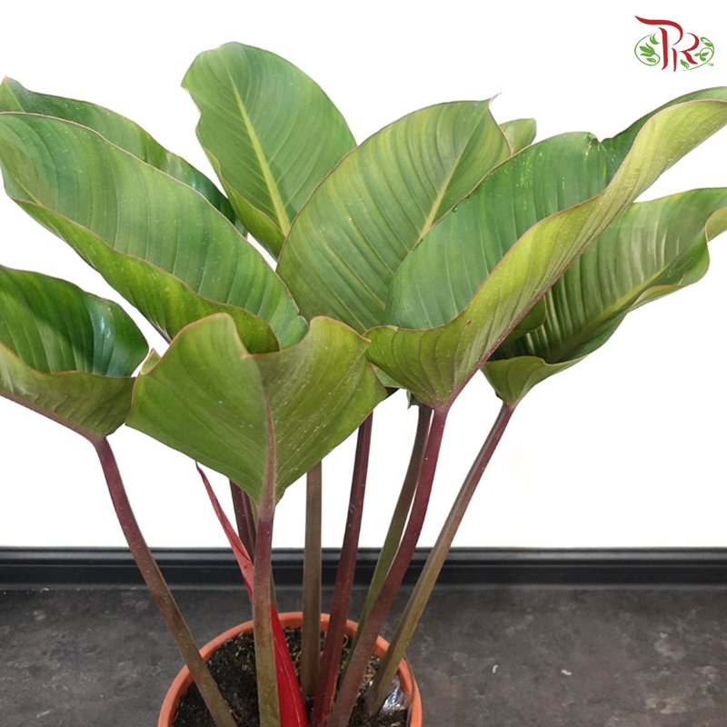 Philodendron Red Congo P270《红帝王蔓绿绒》
