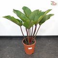 Philodendron Red Congo P270《红帝王蔓绿绒》