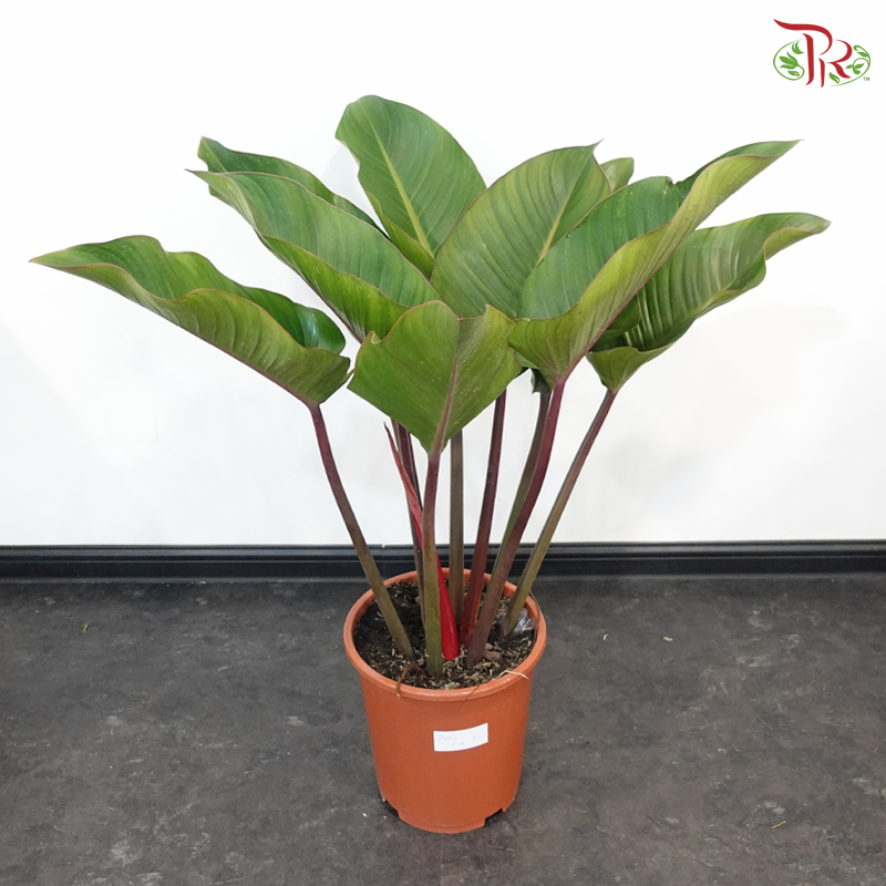Philodendron Red Congo P270《红帝王蔓绿绒》