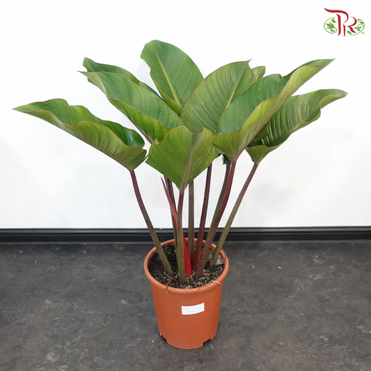 Philodendron Red Congo P270《红帝王蔓绿绒》