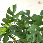 Philodendron Minima P150 J01《迷你龟背叶》