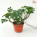Philodendron Minima P150 J01《迷你龟背叶》
