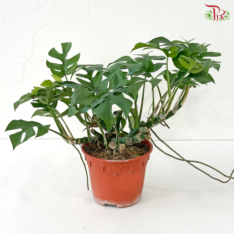 Philodendron Minima P150 J01《迷你龟背叶》