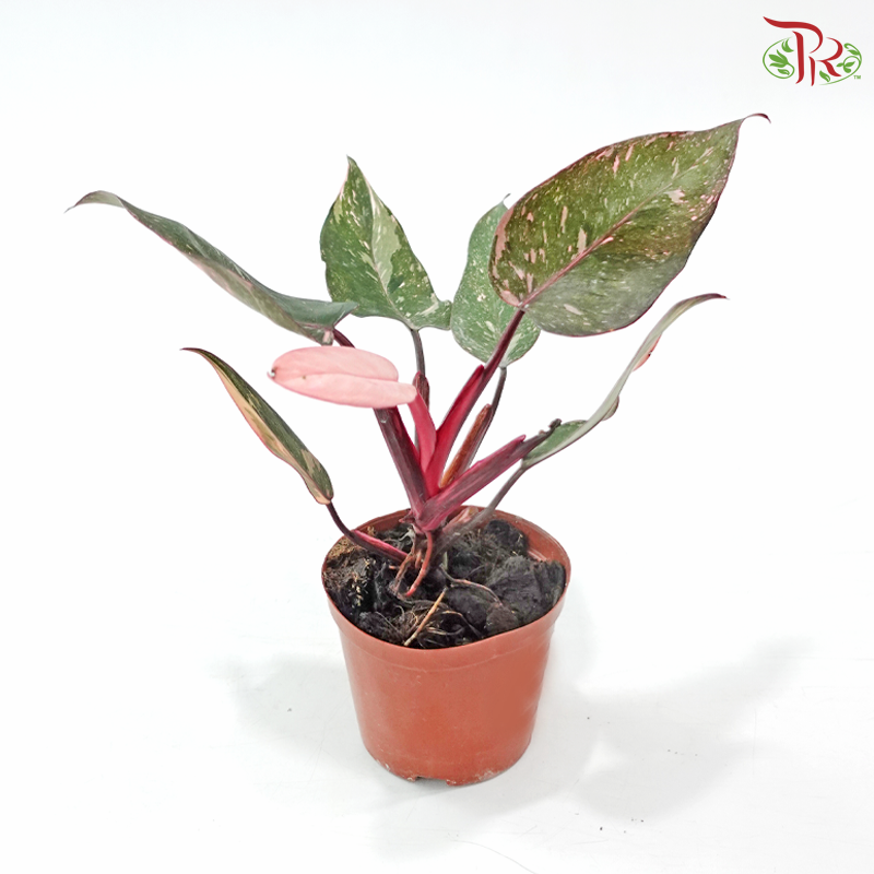 Philodendron Pink Princess 《粉红公主蔓绿绒》