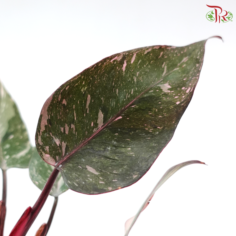Philodendron Pink Princess 《粉红公主蔓绿绒》