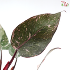 Philodendron Pink Princess 《粉红公主蔓绿绒》