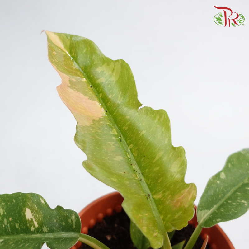 Philodendron Ring of Fire P120《火之环蔓绿绒》