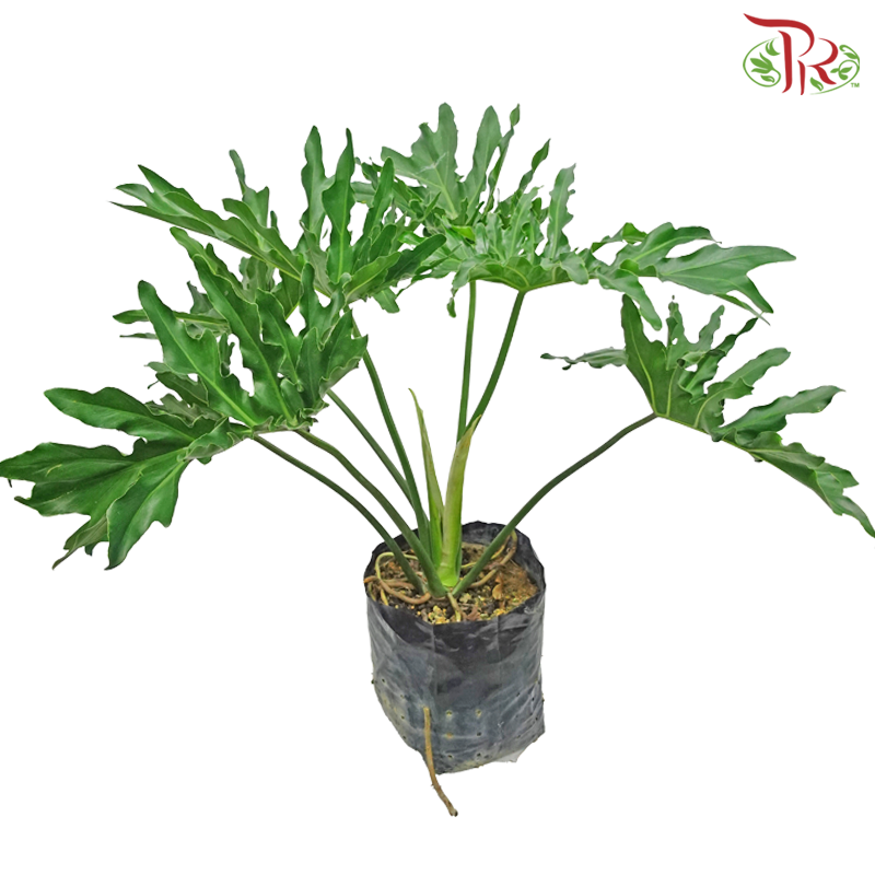 Philodendron Selloum《羽裂蔓绿绒》 - Pudu Ria Florist