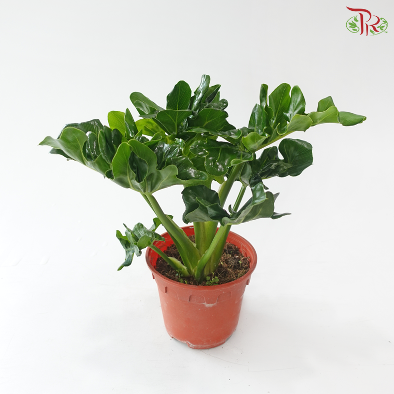 Philodendron Super Atom P150 J01《超级原子蔓绿绒》