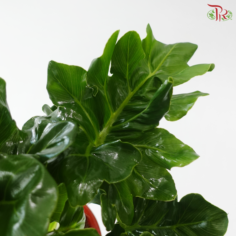 Philodendron Super Atom P150 J01《超级原子蔓绿绒》