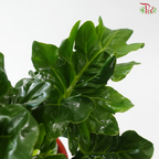 Philodendron Super Atom P150 J01《超级原子蔓绿绒》