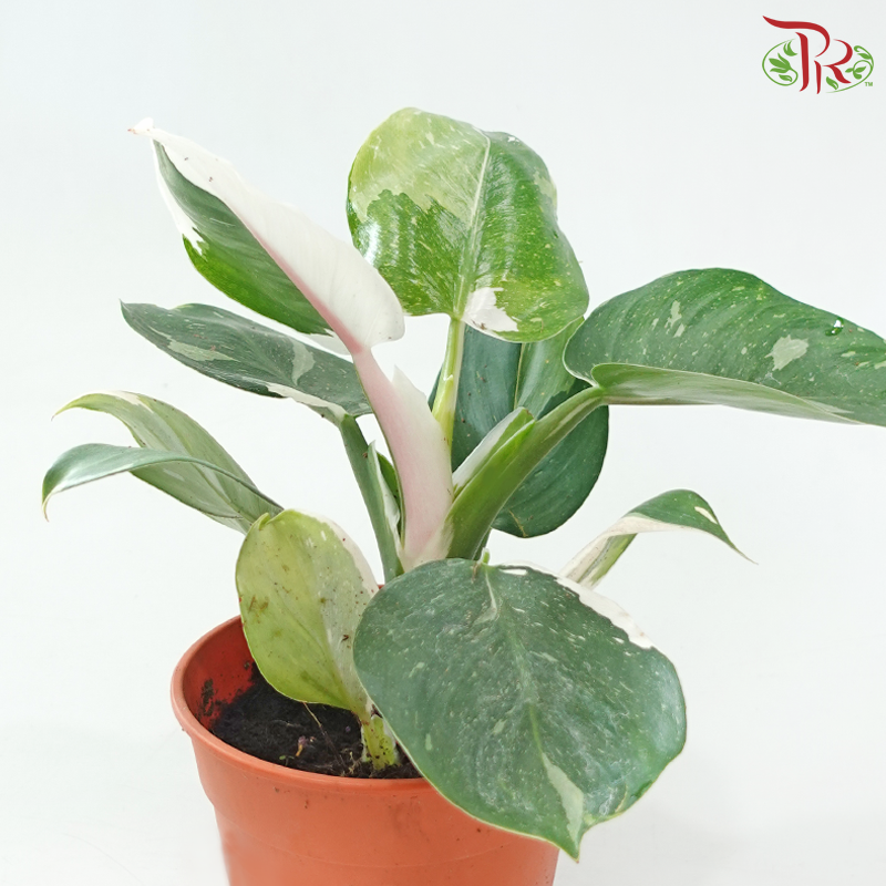 Philodendron White Wizard P150《白巫师曼绿绒》