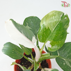 Philodendron White Wizard P150《白巫师曼绿绒》