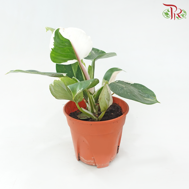 Philodendron White Wizard P150《白巫师曼绿绒》