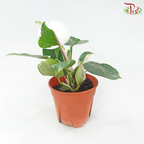 Philodendron White Wizard P150《白巫师曼绿绒》