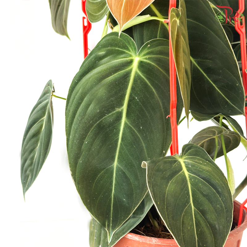 Philodendron Melanochrysum P150 J01《藤金蔓绿绒》