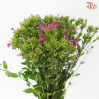 Phlox - Dark Cherry Pink (Per Bunch)