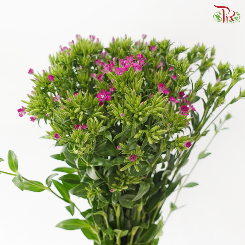 Phlox - Dark Cherry Pink (Per Bunch)