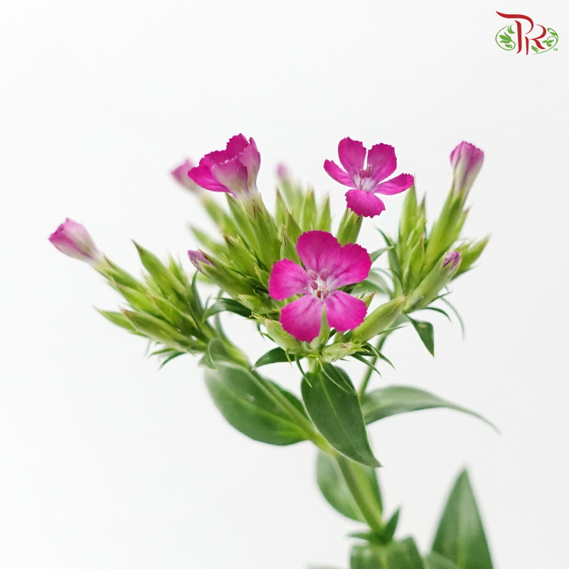 Phlox - Dark Cherry Pink (Per Bunch)
