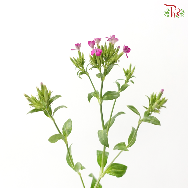Phlox - Dark Cherry Pink (Per Bunch)