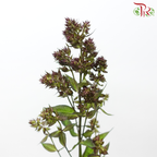 Phlox - Blind Lion (5 Stems)