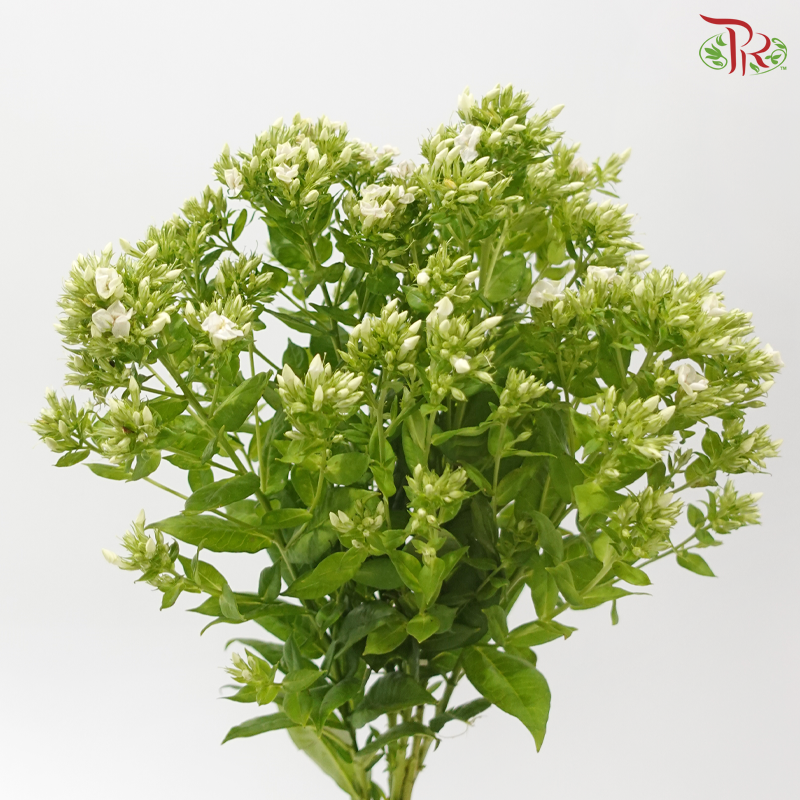 Phlox - Bicolour Green & White (5 Stems)