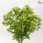 Phlox - Bicolour Green & White (5 Stems)