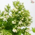 Phlox - Bicolour Green & White (5 Stems)