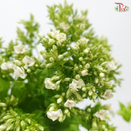 Phlox - Bicolour Green & White (5 Stems)