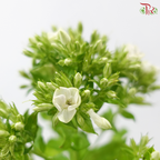 Phlox - Bicolour Green & White (5 Stems)