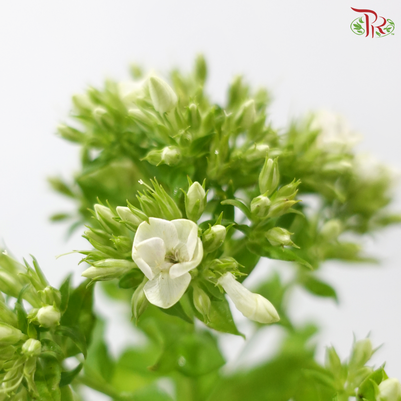 Phlox - Bicolour Green & White (5 Stems)