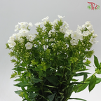 Phlox - White (Per Bunch)