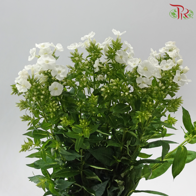 Phlox - White (Per Bunch)
