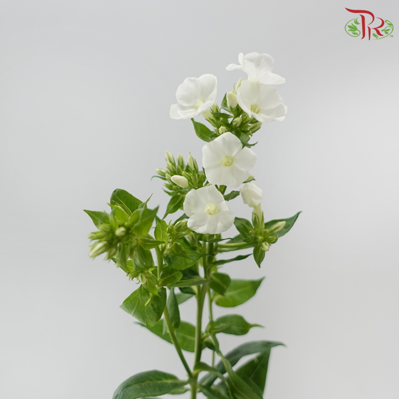 Phlox - White (Per Bunch)